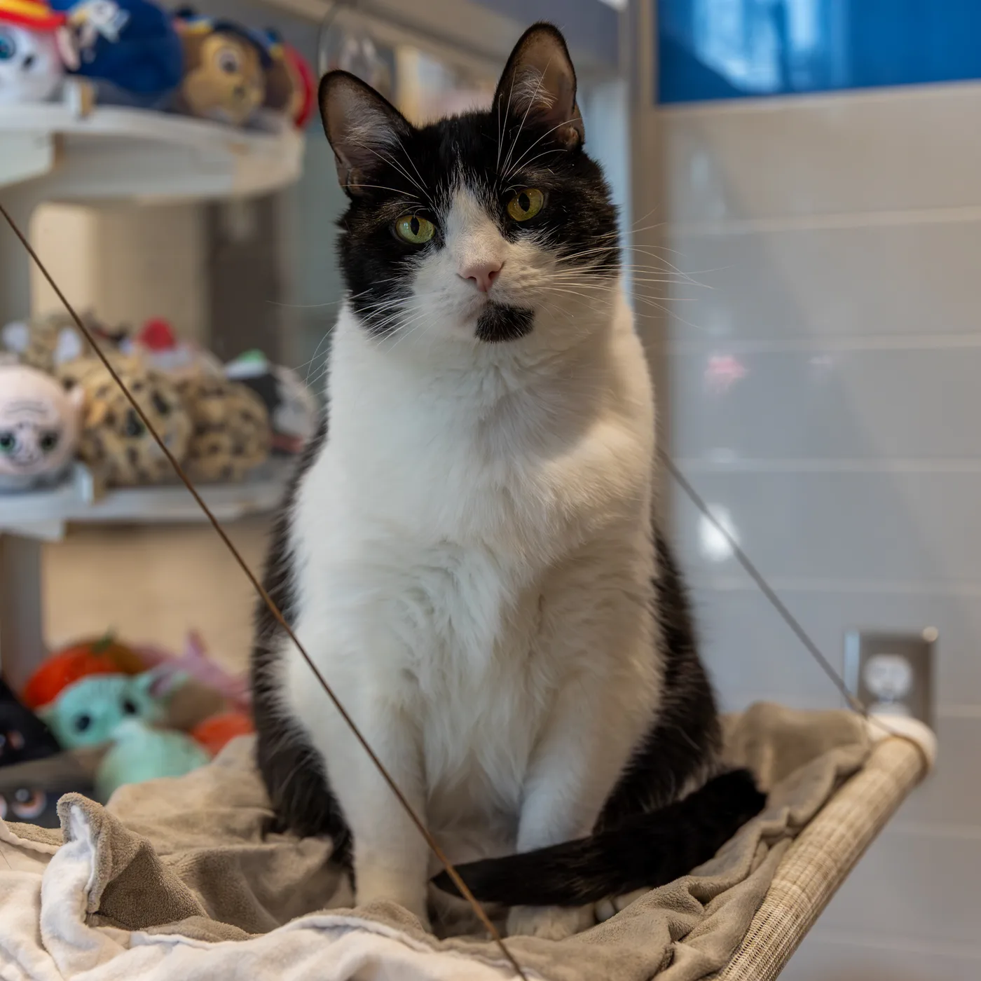 Favorite Grapevine Animal Shelter Pet Portraits — photo 3